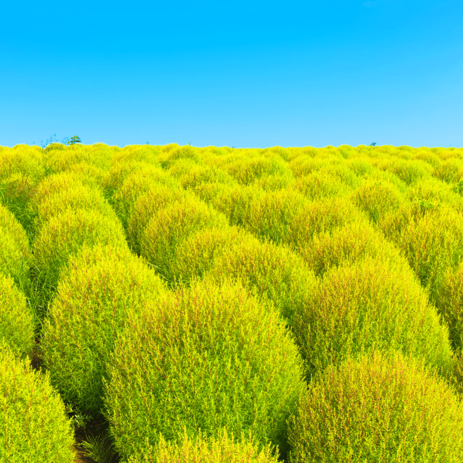Kochia hybrid bush seeds growing guide