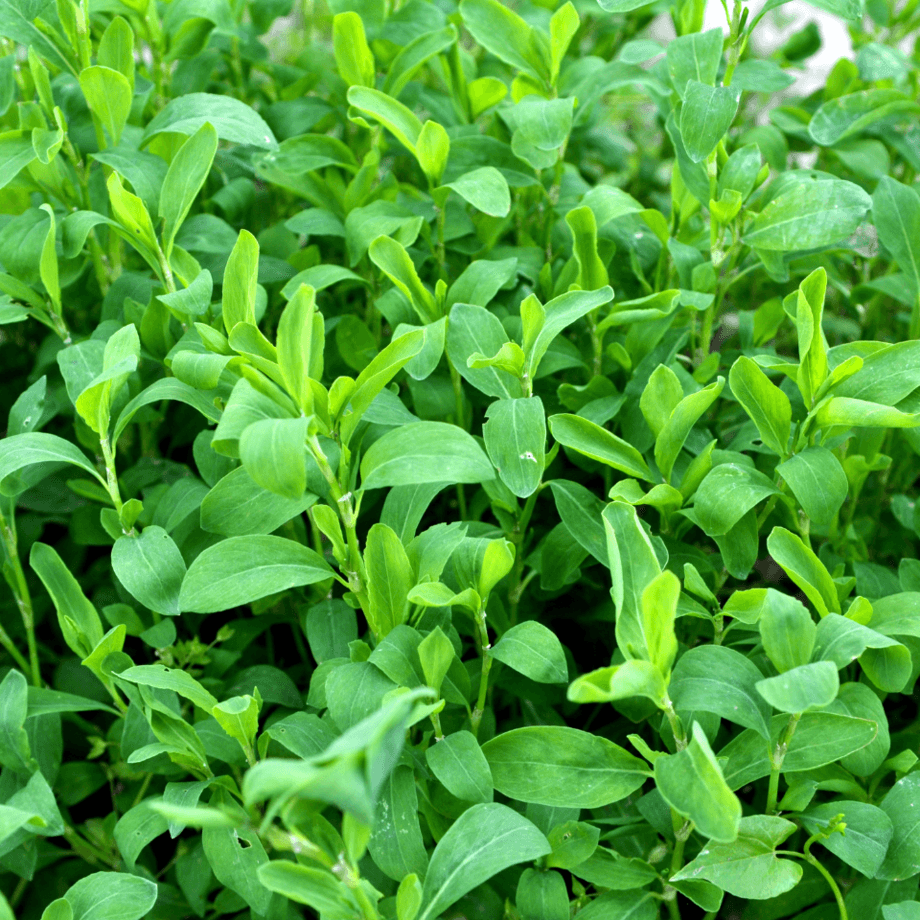 Polygonum aviculare seeds growing guide