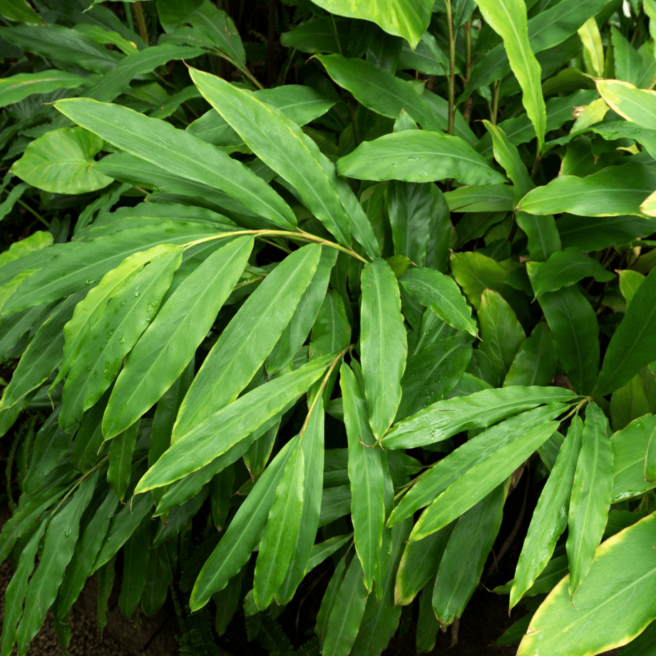 Cardamom seeds growing guide