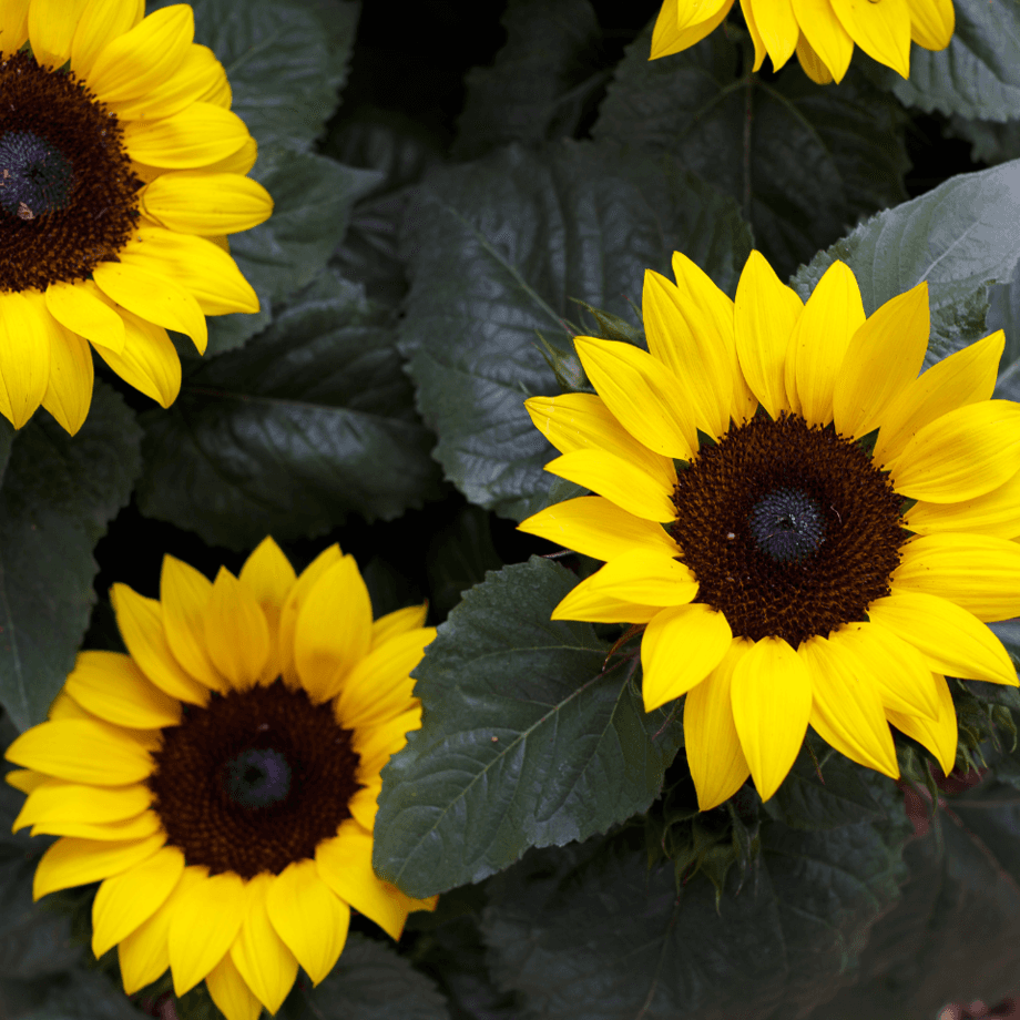 Decorative sunflowers seeds growing guide