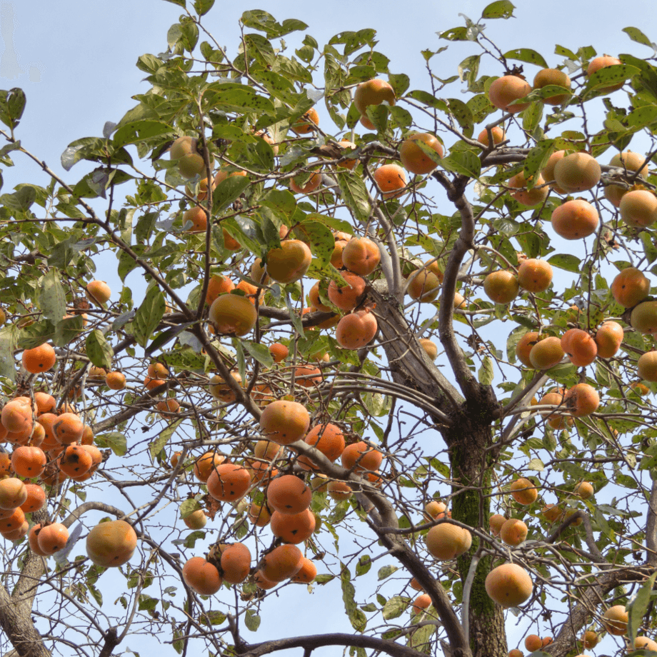 Persimmon seeds growing guide