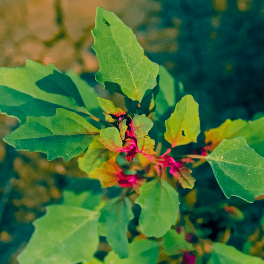 Dysphania botrys seeds growing guide