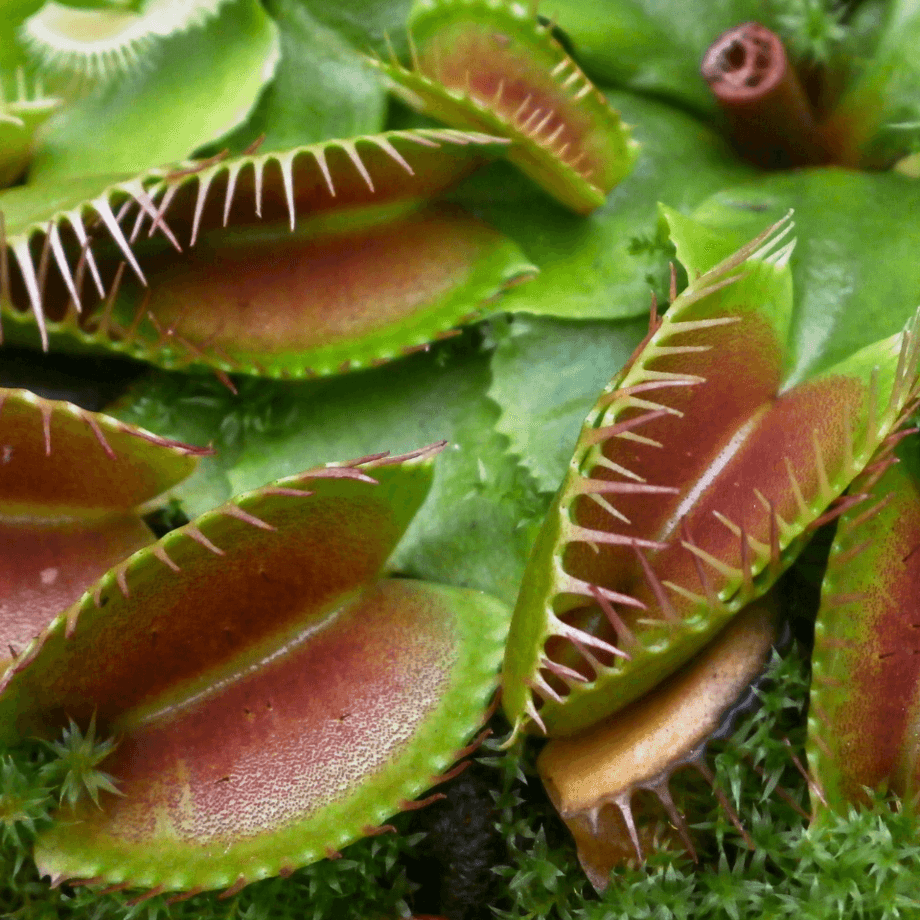 Venus Flytrap seeds growing guide