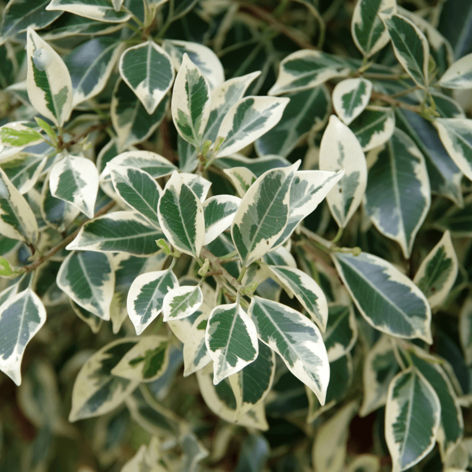 Ficus seeds growing guide