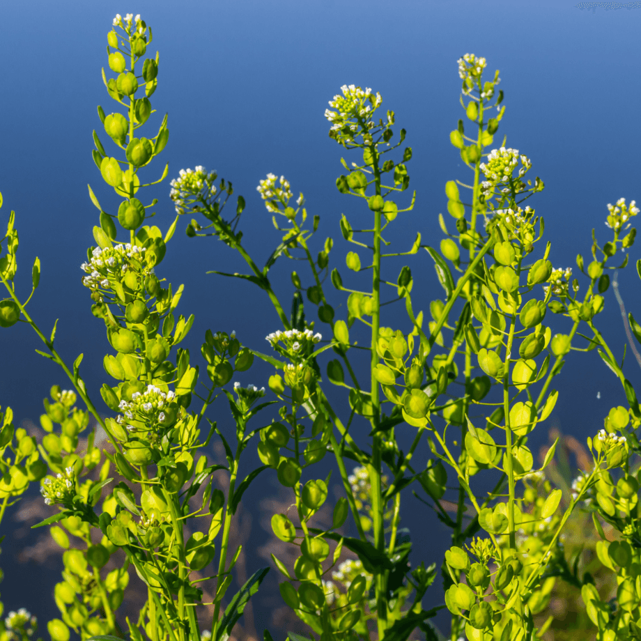 Thlaspi arvense seeds growing guide