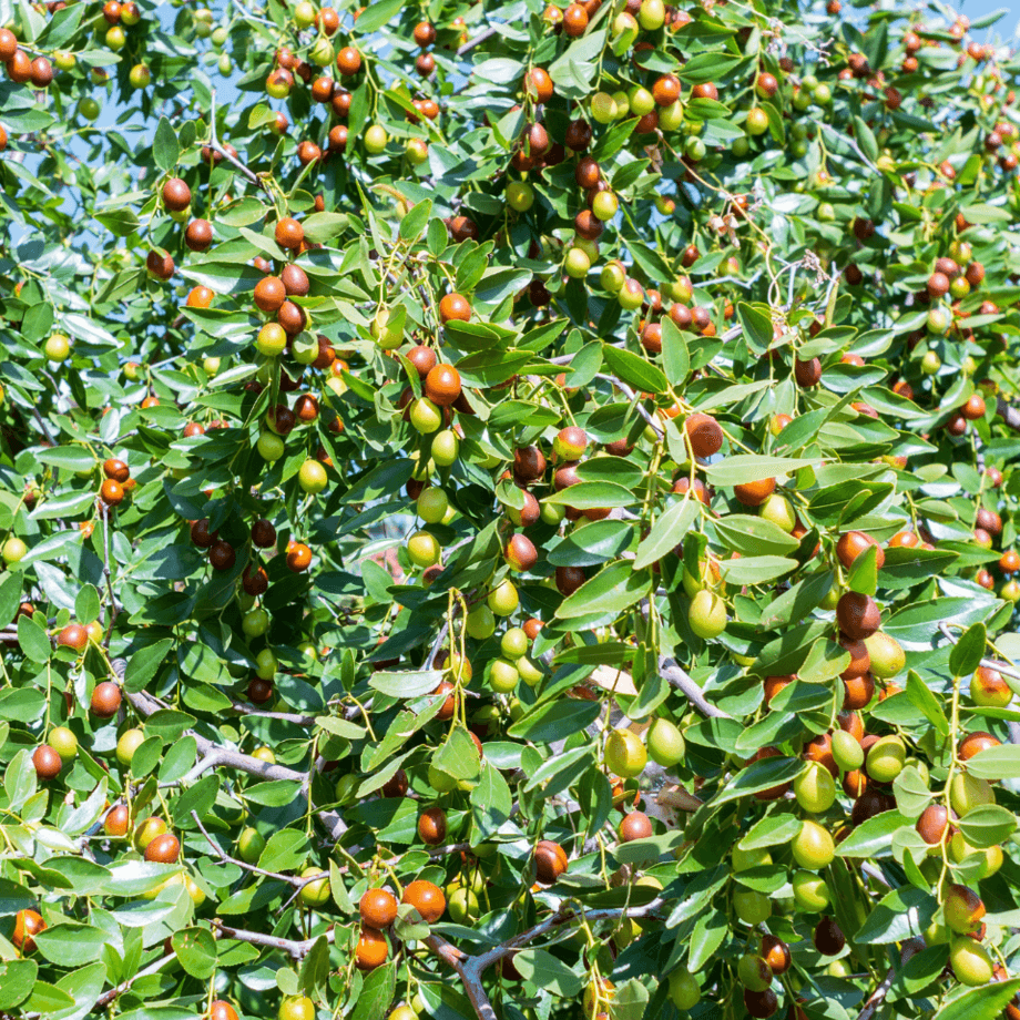 Ziziphus seeds growing guide