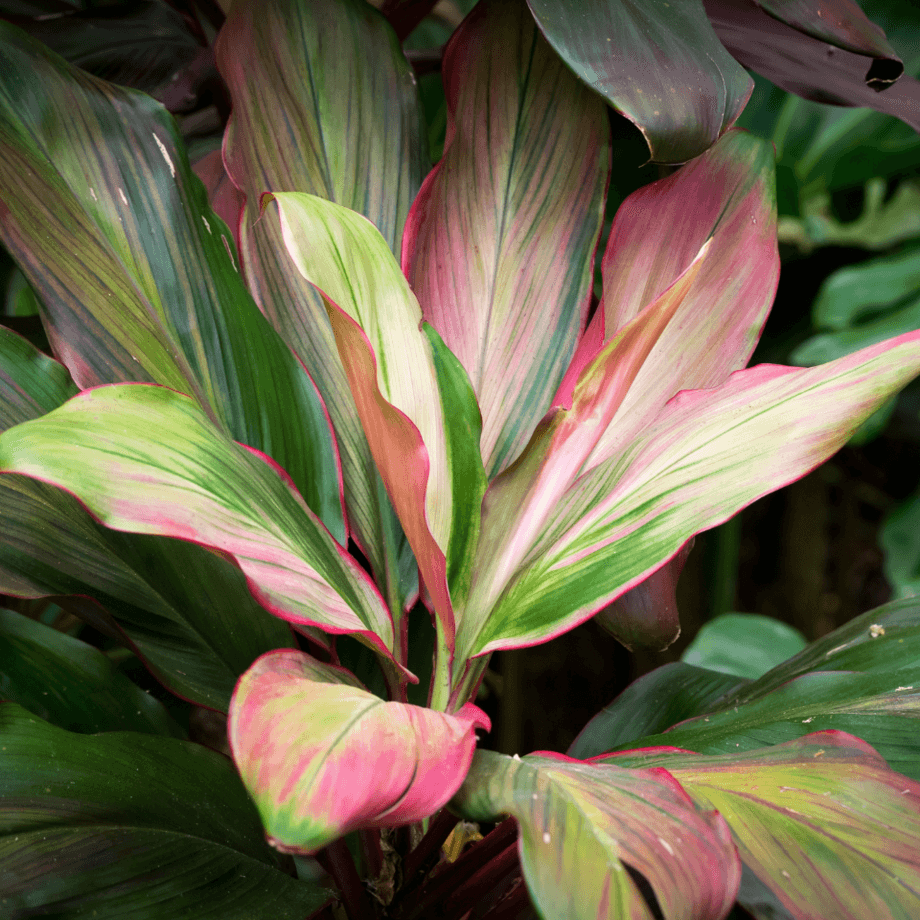 Cordyline fruticosa seeds growing guide