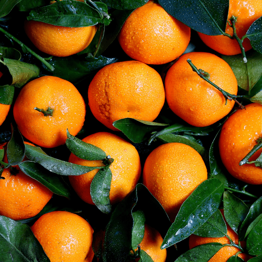 Orange seeds growing guide