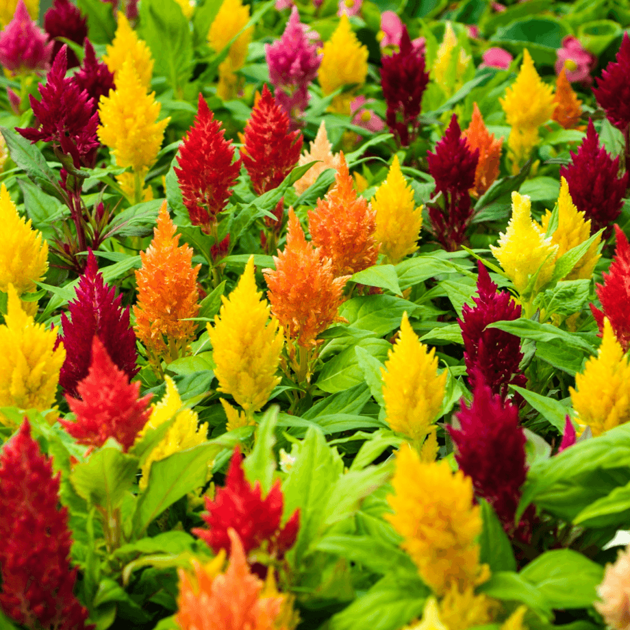 Celosia seeds growing guide