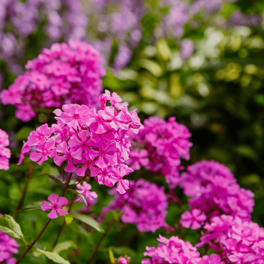Phlox Star seeds growing guide
