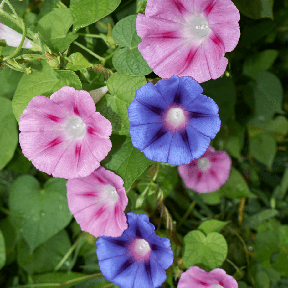 Ipomoea seeds growing guide