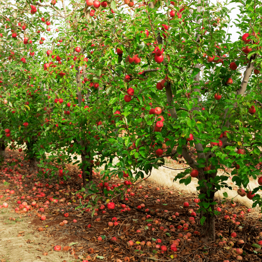 Apple seeds growing guide