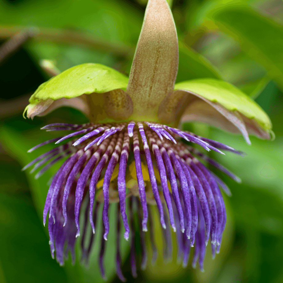 Passiflora laurifolia seeds growing guide