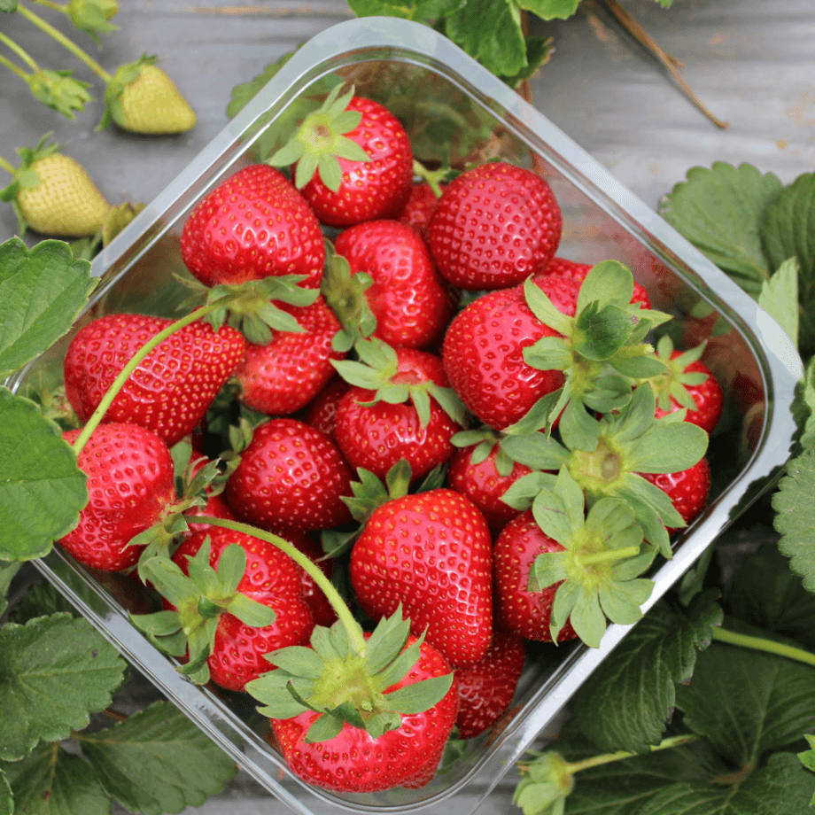 Strawberry seeds growing guide