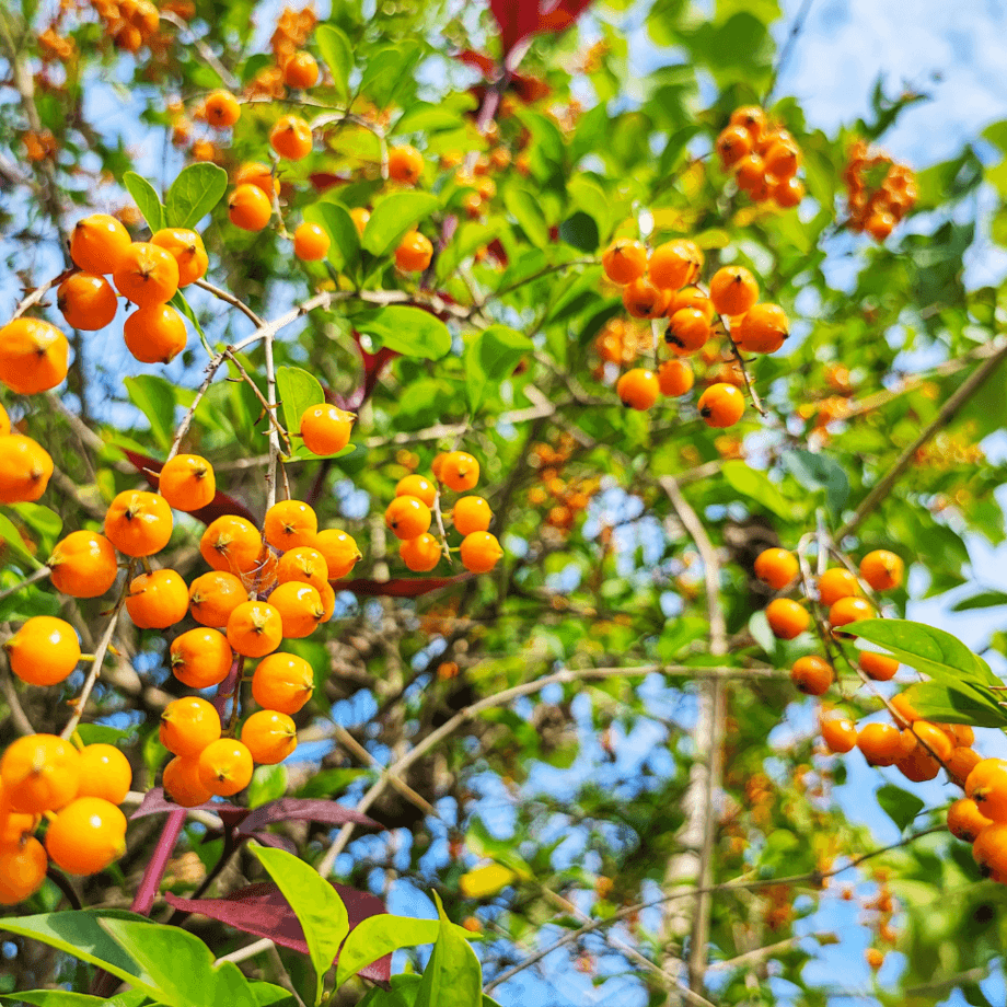 Durantea seeds growing guide