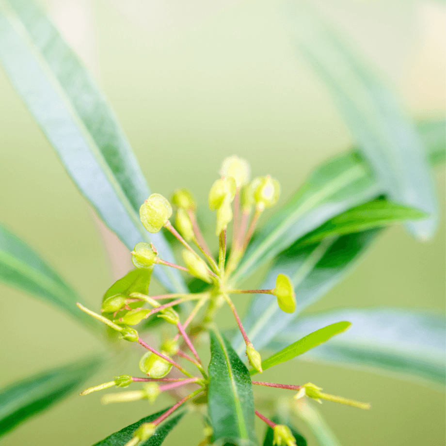 Dodonaea seeds growing guide