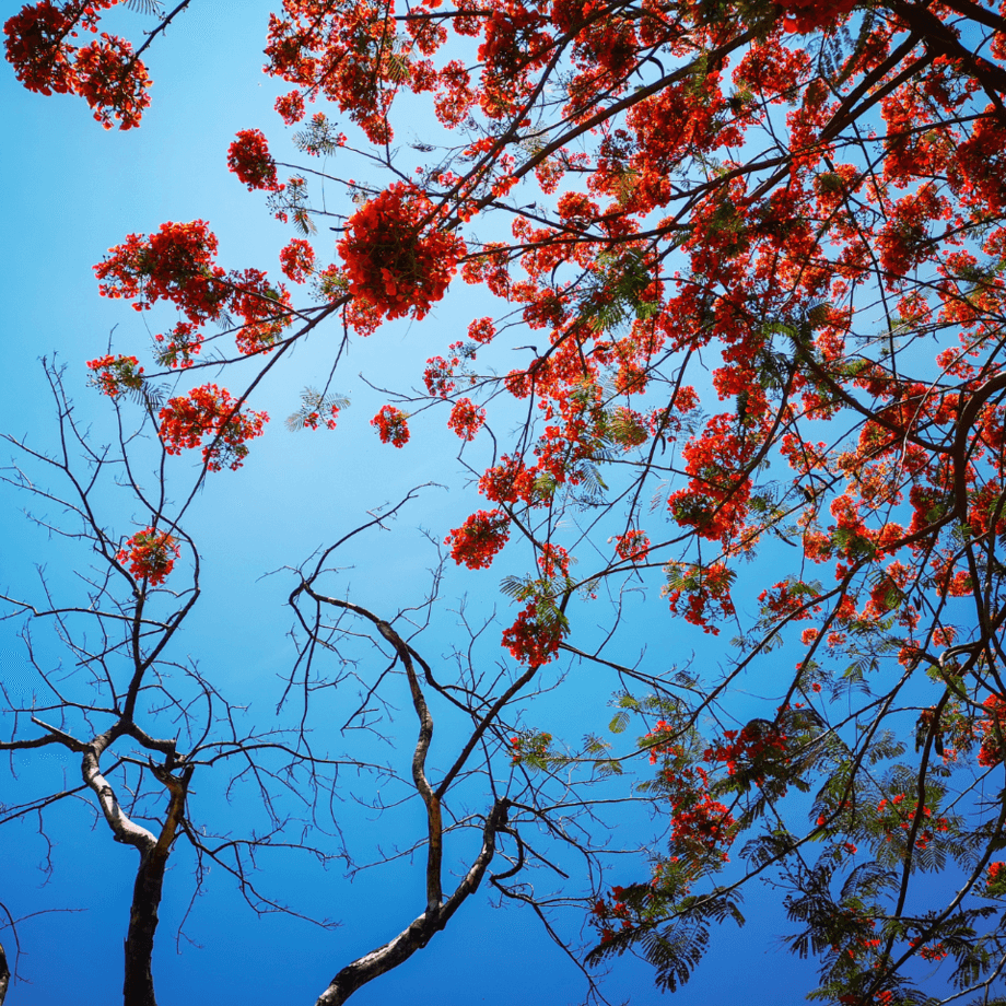 Caesalpinia Pulcherrima seeds growing guide