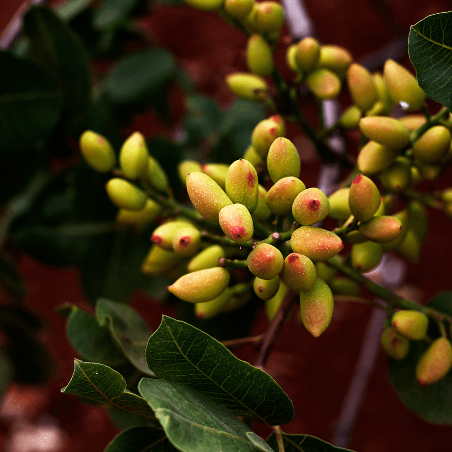 Pistachio seeds growing guide