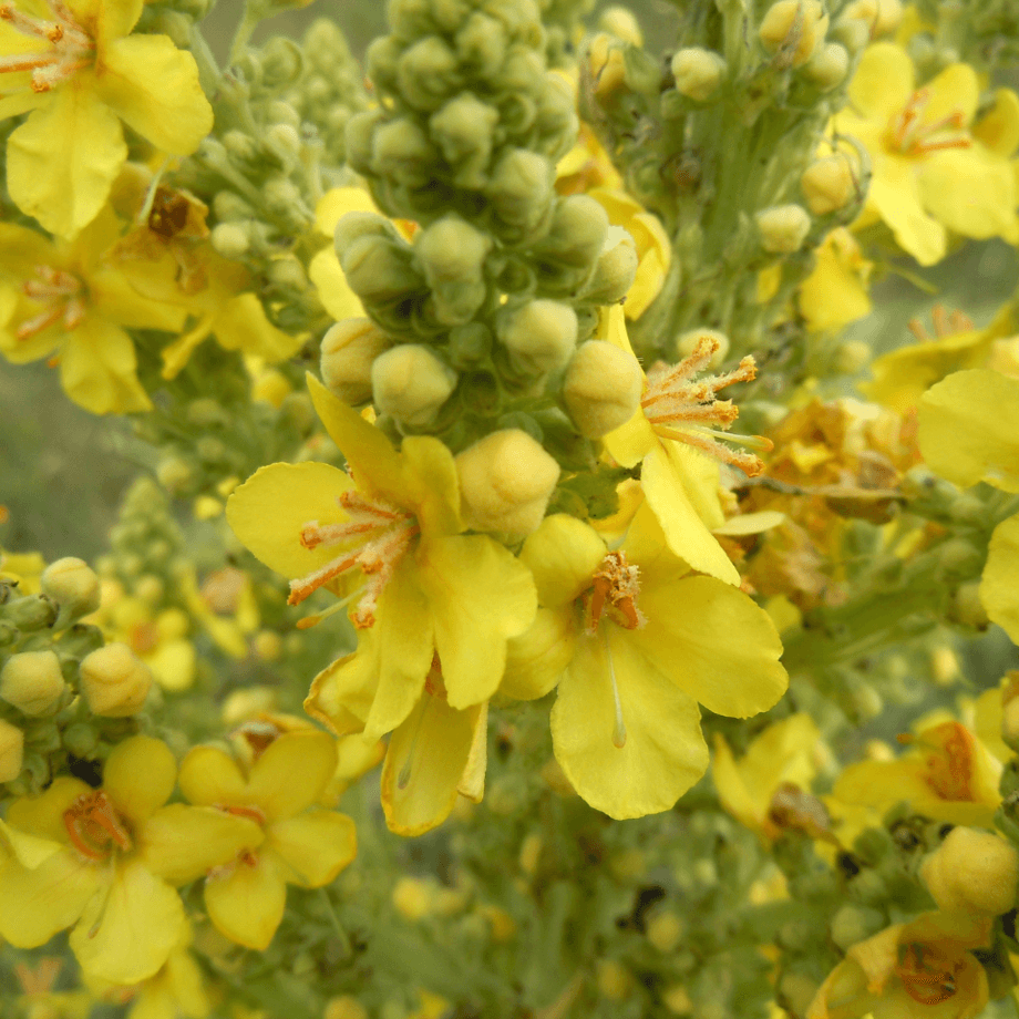 Mullein seeds growing guide