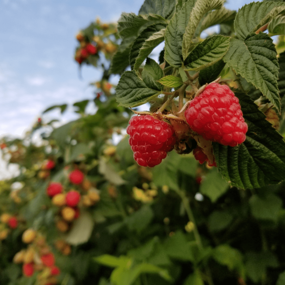 Raspberry seeds growing guide