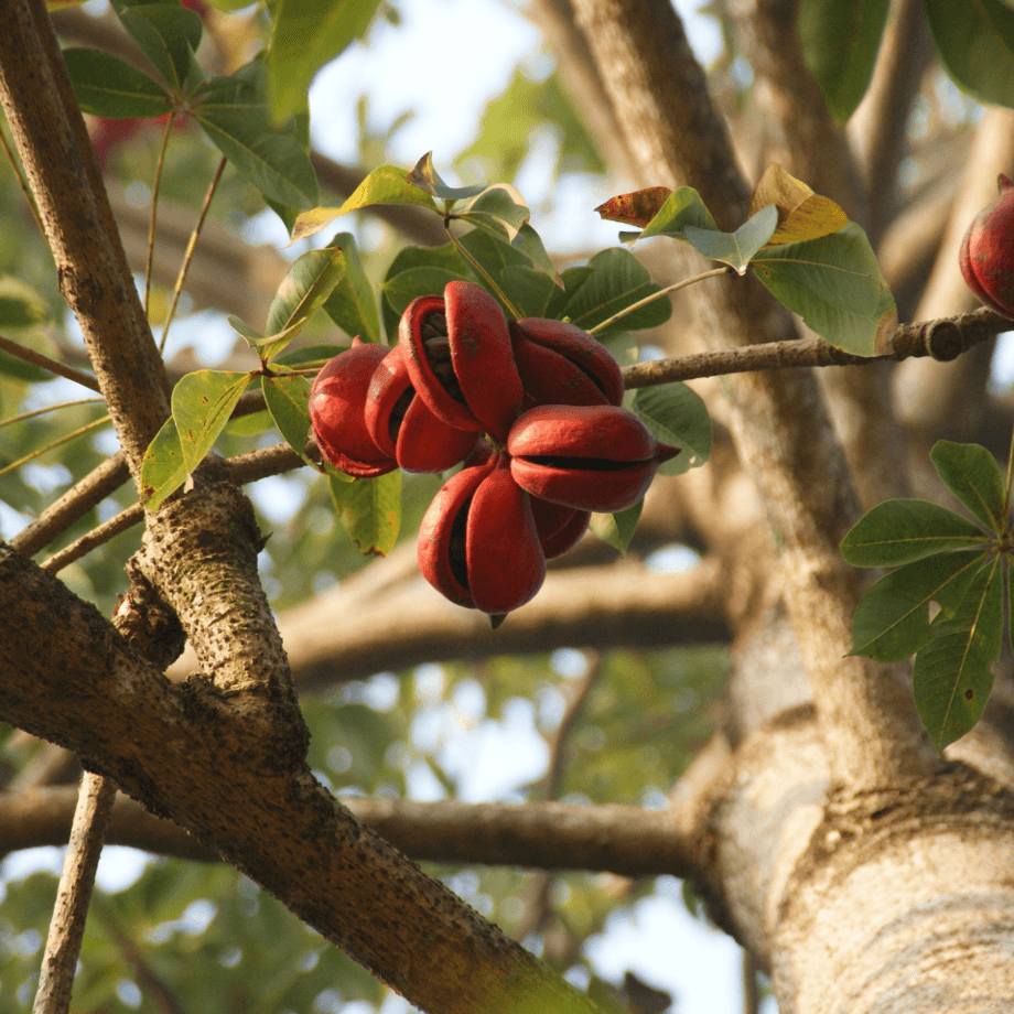 Sterculia seeds growing guide