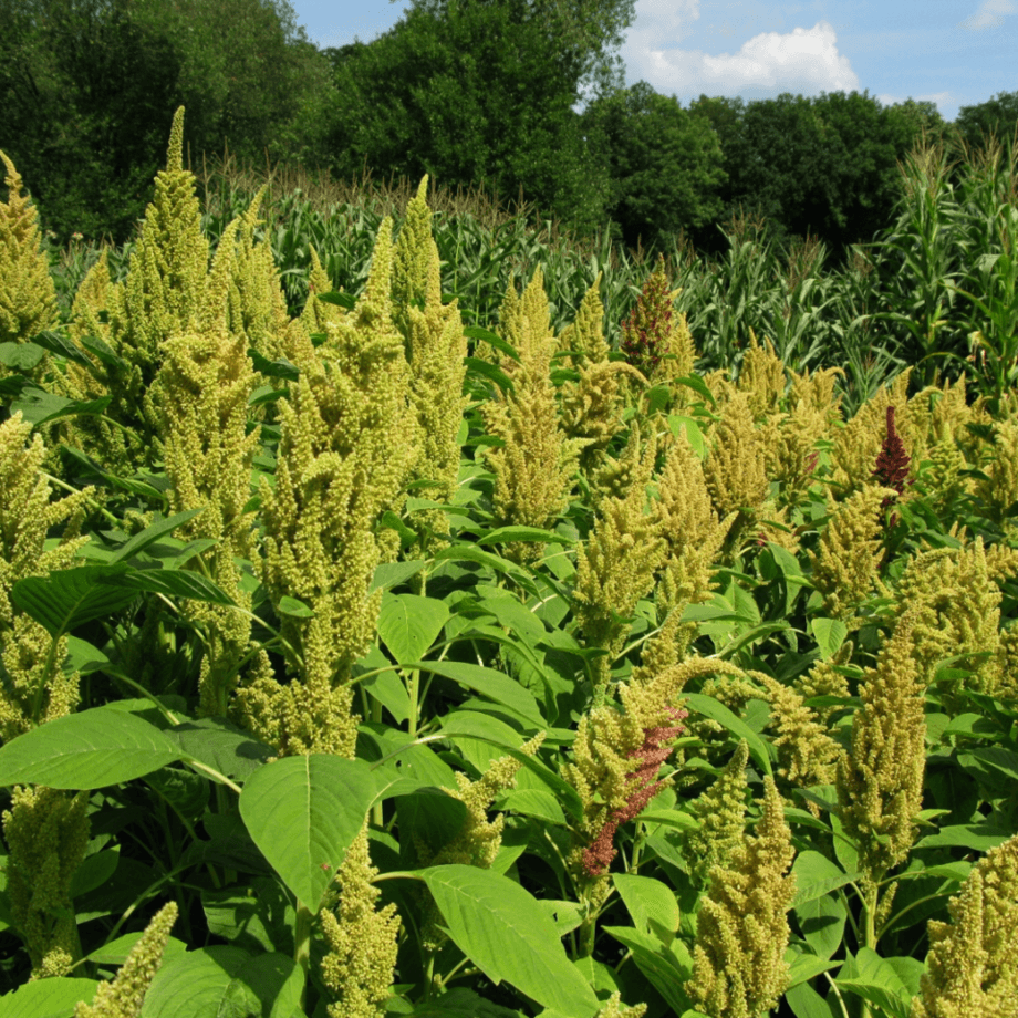 Amaranth seeds growing guide