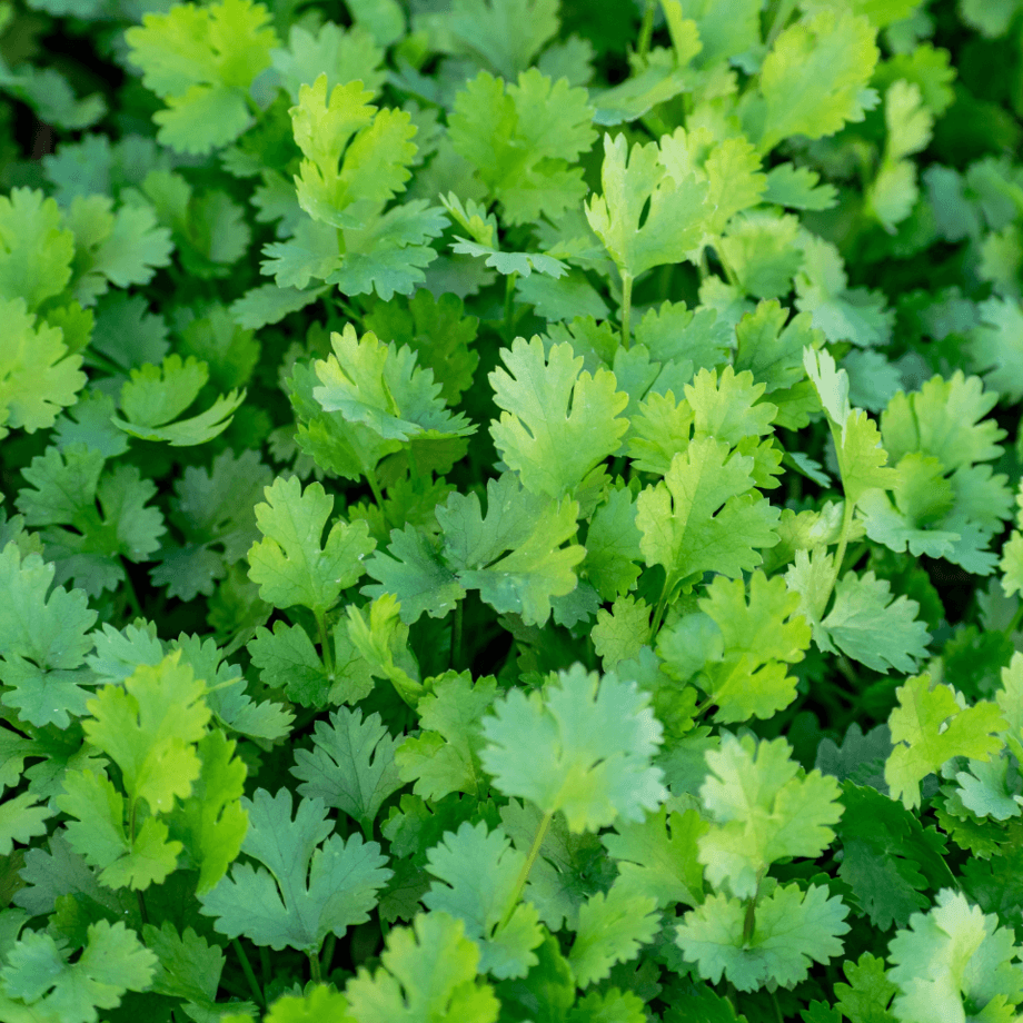Coriander seeds growing guide