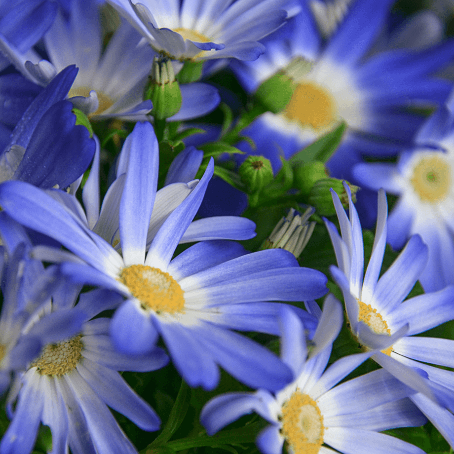 Pericallis hybrida seeds growing guide