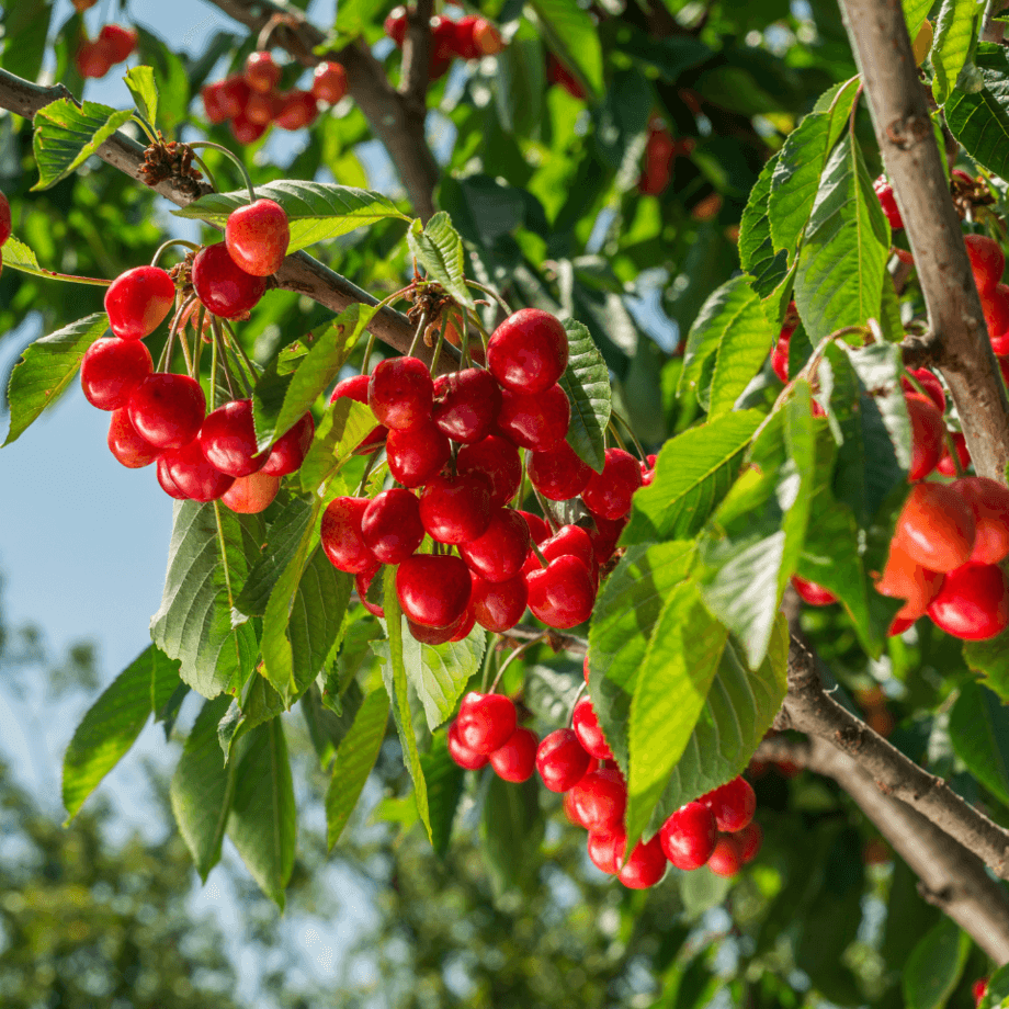 Cherry seeds growing guide