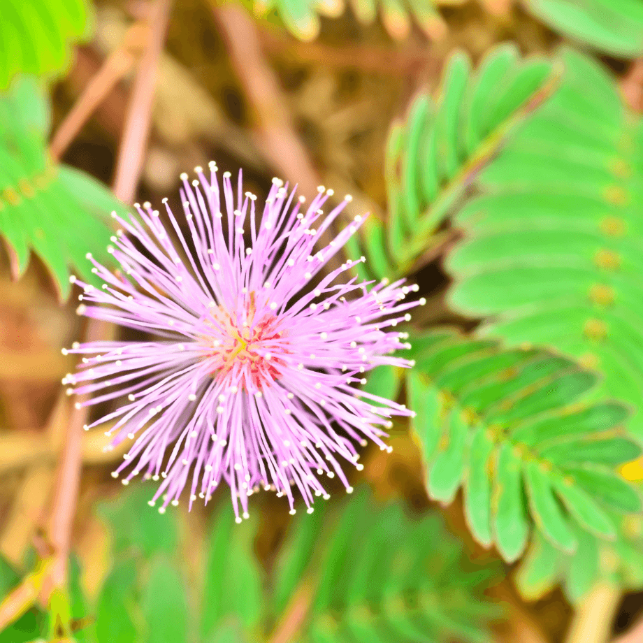Mimosa pudica seeds growing guide