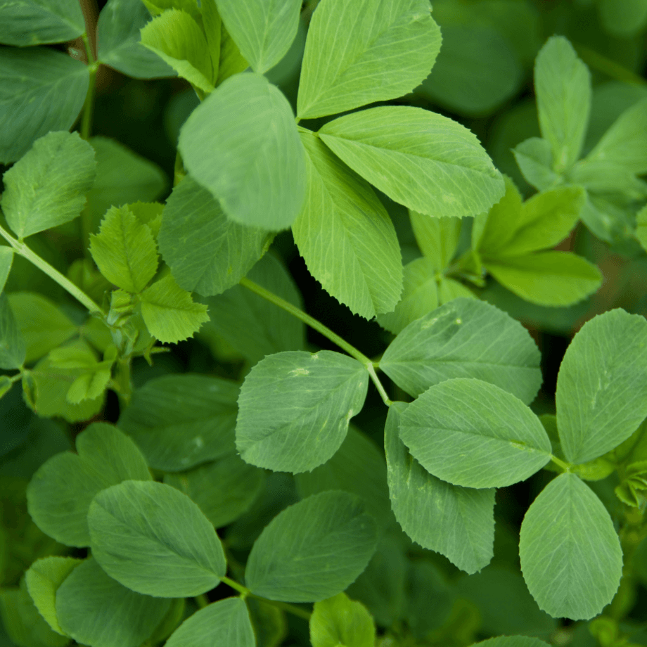 Lucerna seeds growing guide