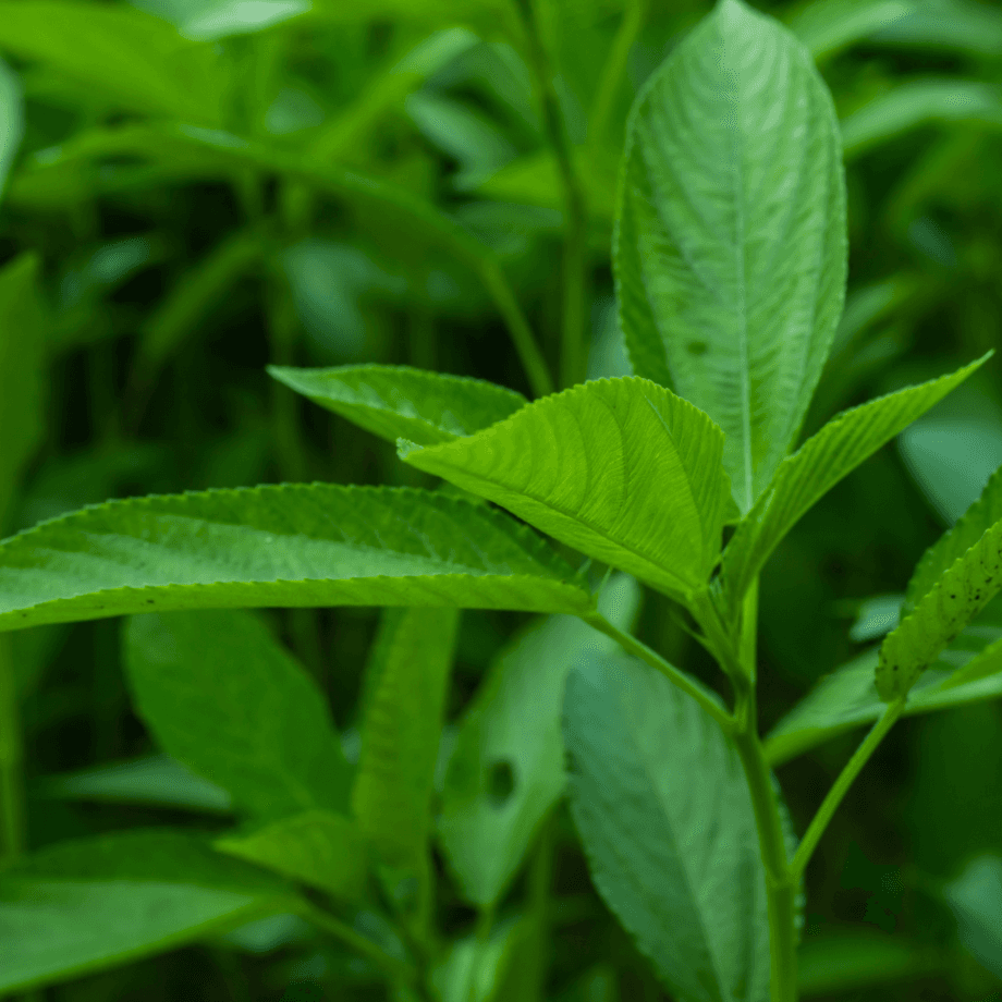 Corchorus olitorius seeds growing guide