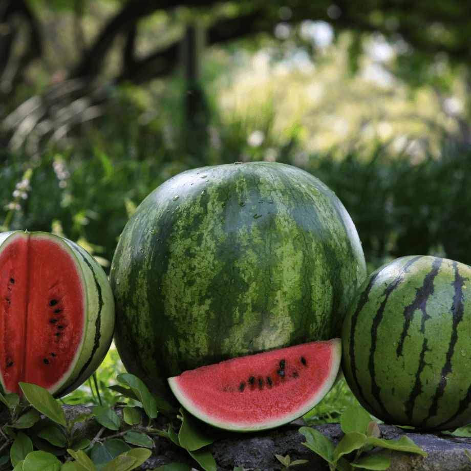 Watermelon seeds growing guide