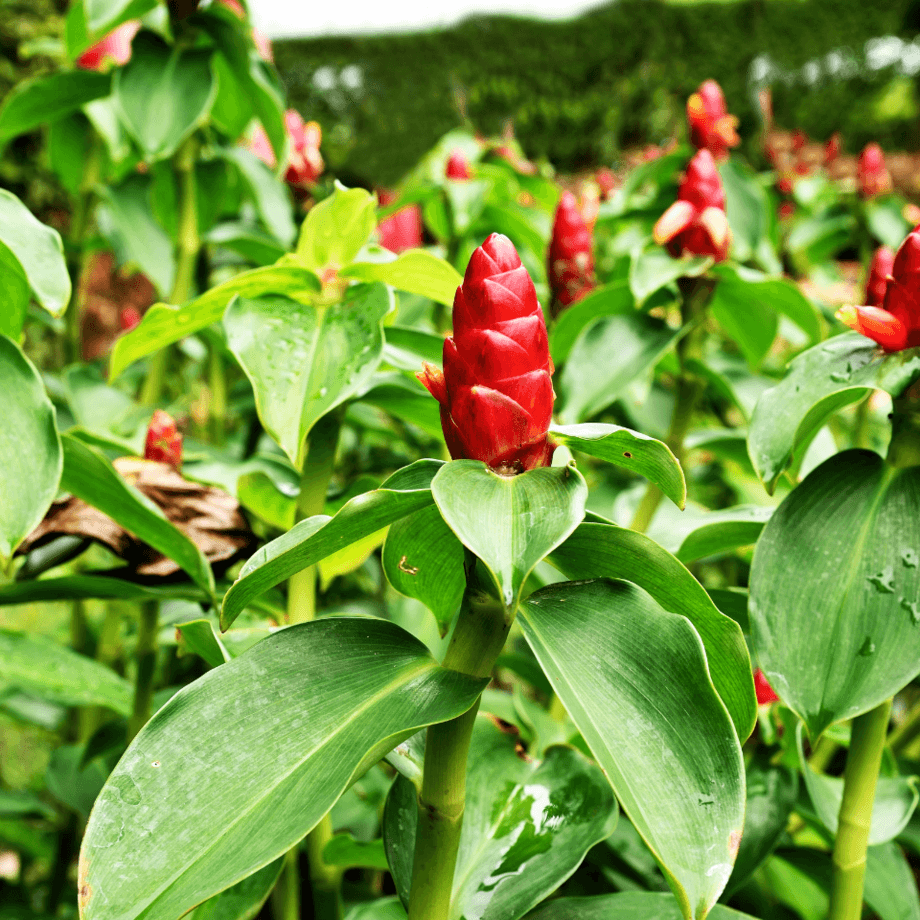 Cheilocostus speciosus seeds growing guide