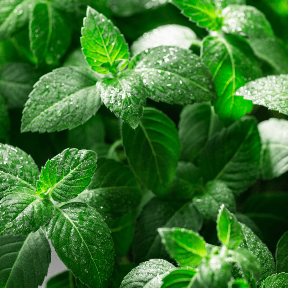 Tulsi seeds growing guide