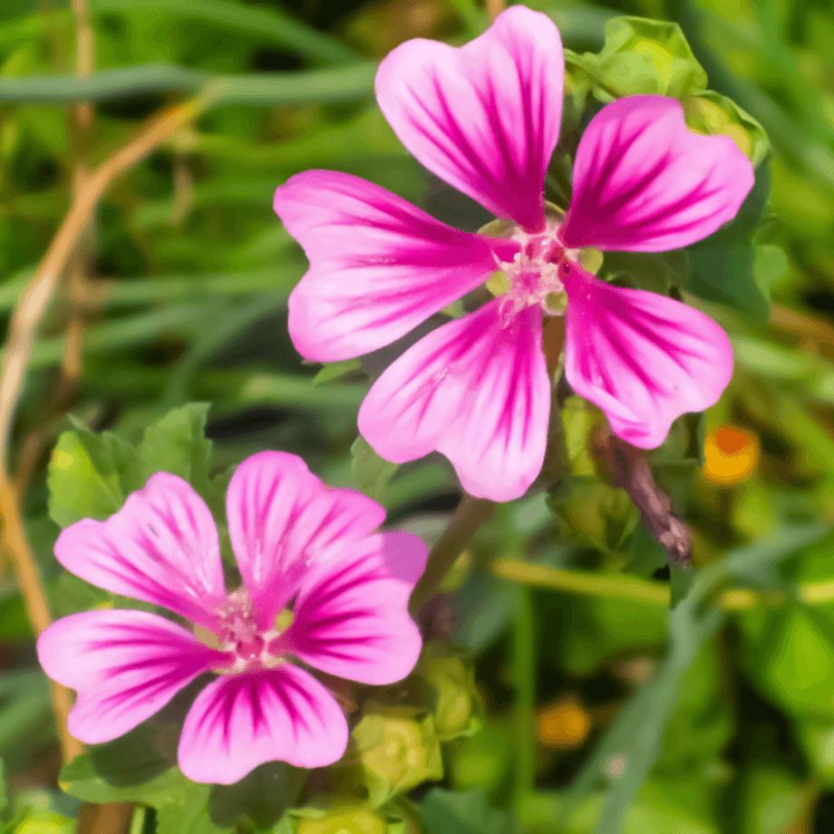 Forest malva seeds growing guide