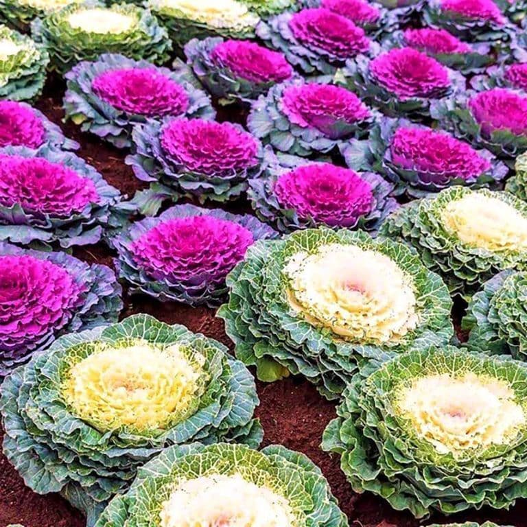 Ornamental Kale, flowering decorative kaliflower Seeds
