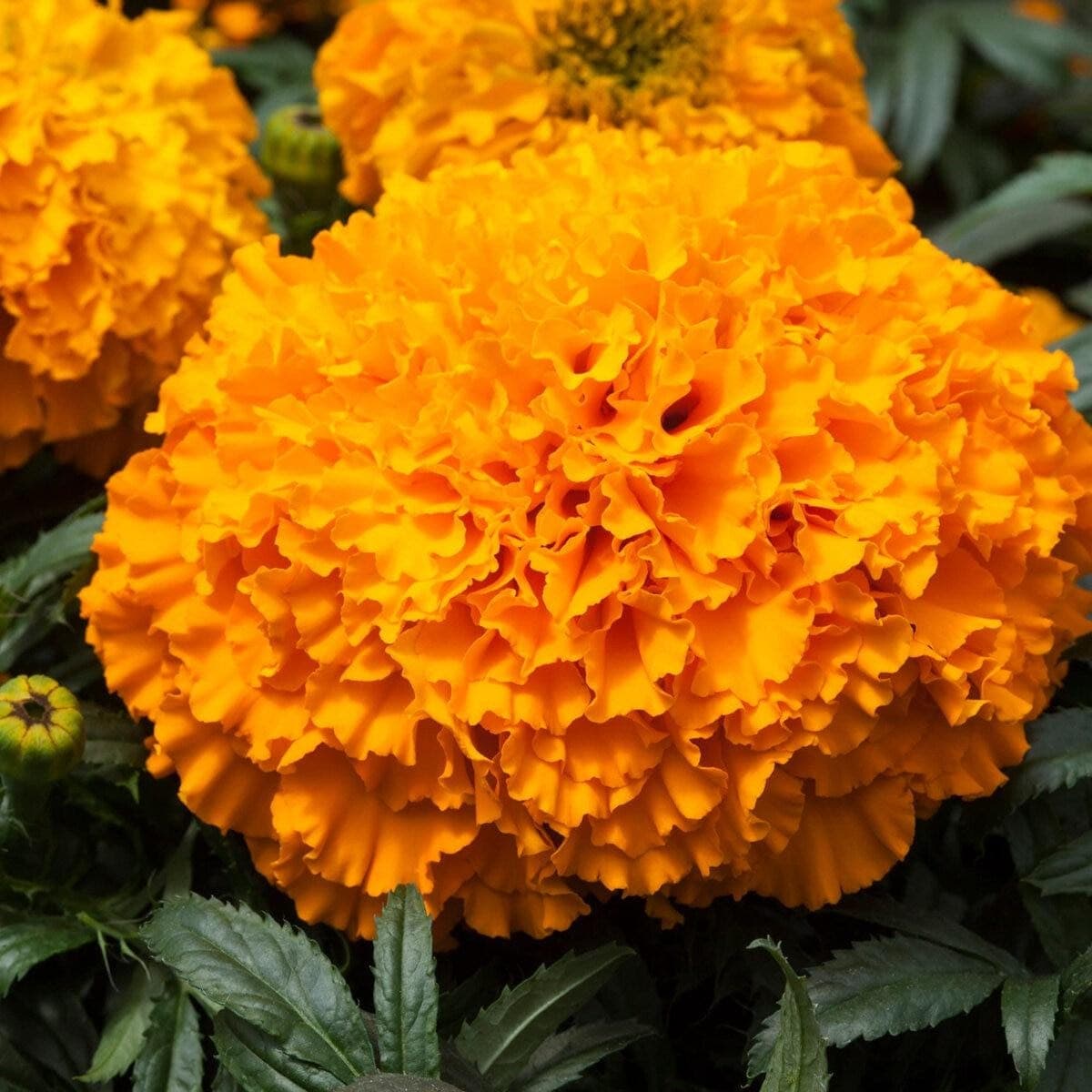 Orange Marigold Seeds