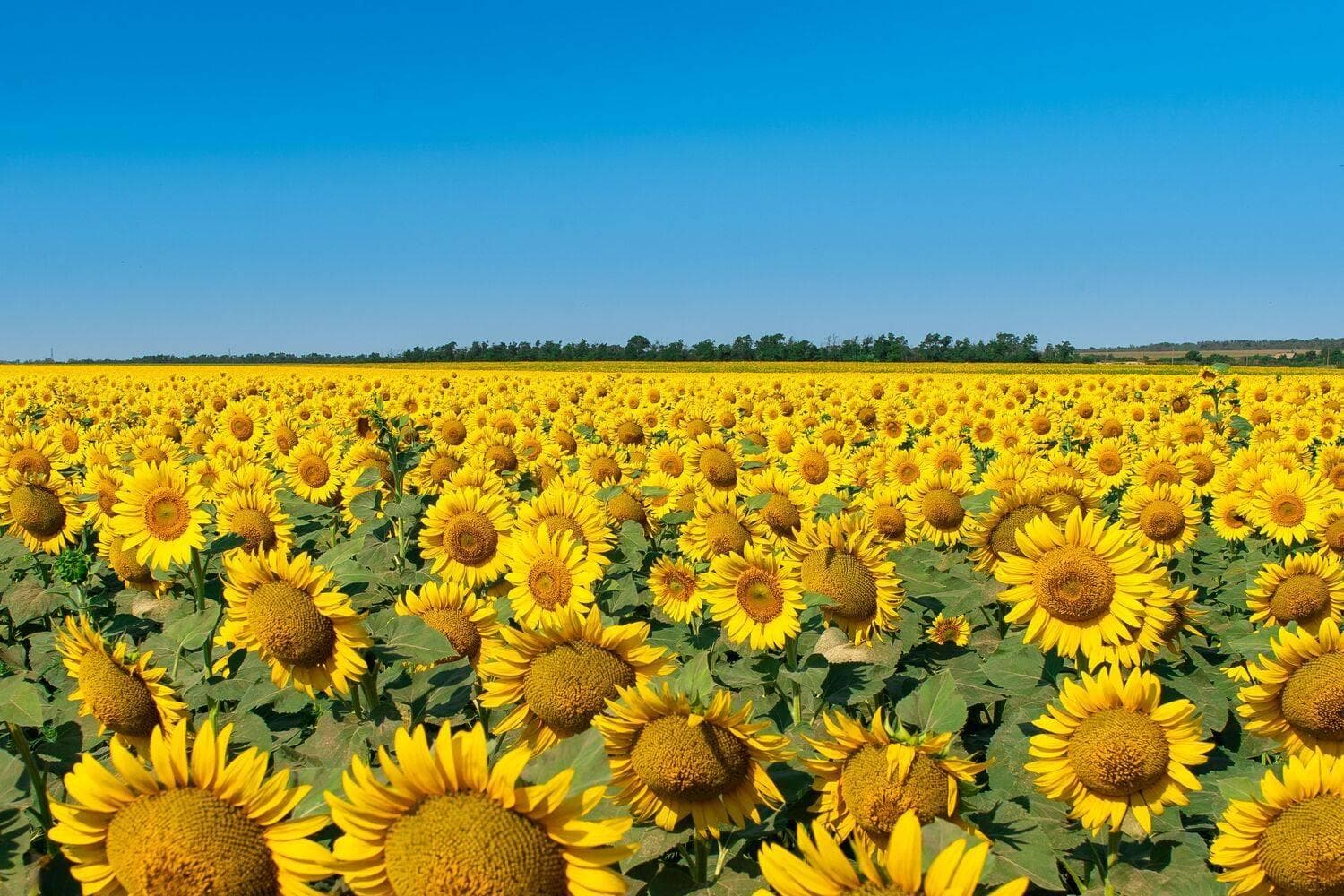 Sunflower Russian Giant Seeds
