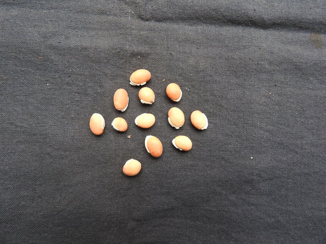 Small Brown Lima Bean Seeds