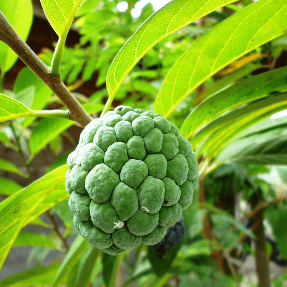 Sugar Apple Seeds (Annona squamosa)