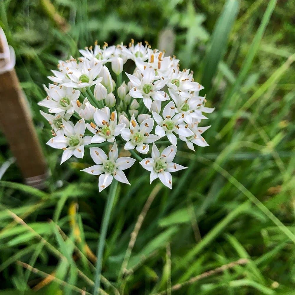 Garlic chives, Allium tuberosum Seeds