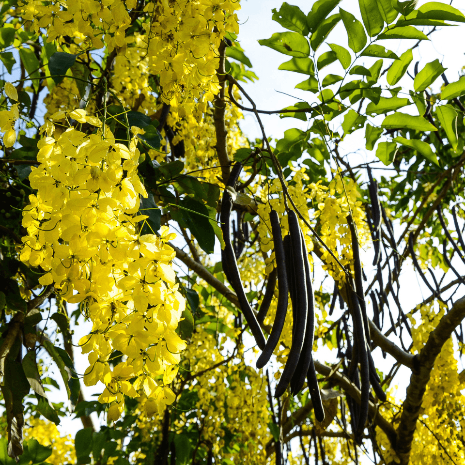 Cassia Fistula, Golden Shower Tree Seeds