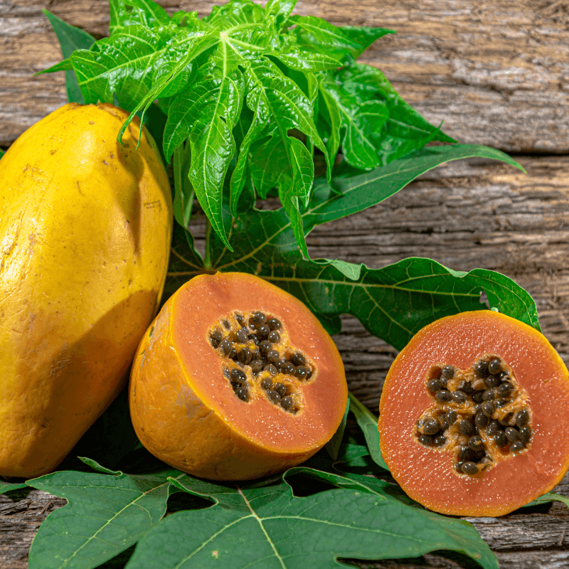 Papaya, Carica papaya, Pawpaw Seeds