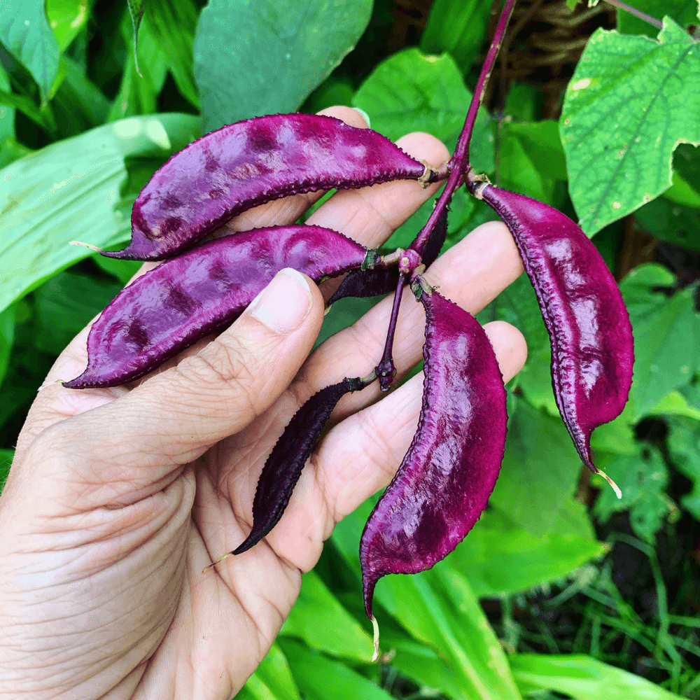 Black vaal anumulu beans Seeds