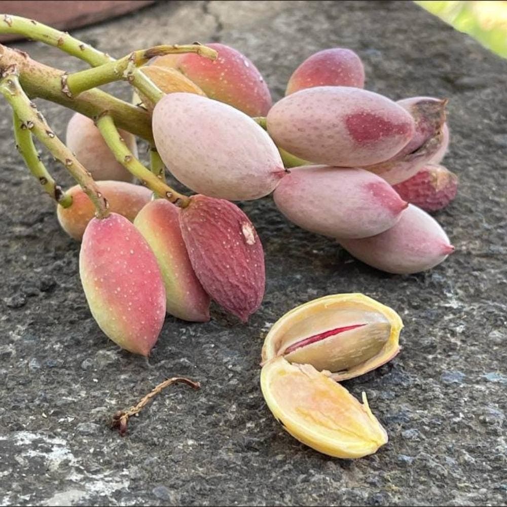 Pistachio Vera Seeds
