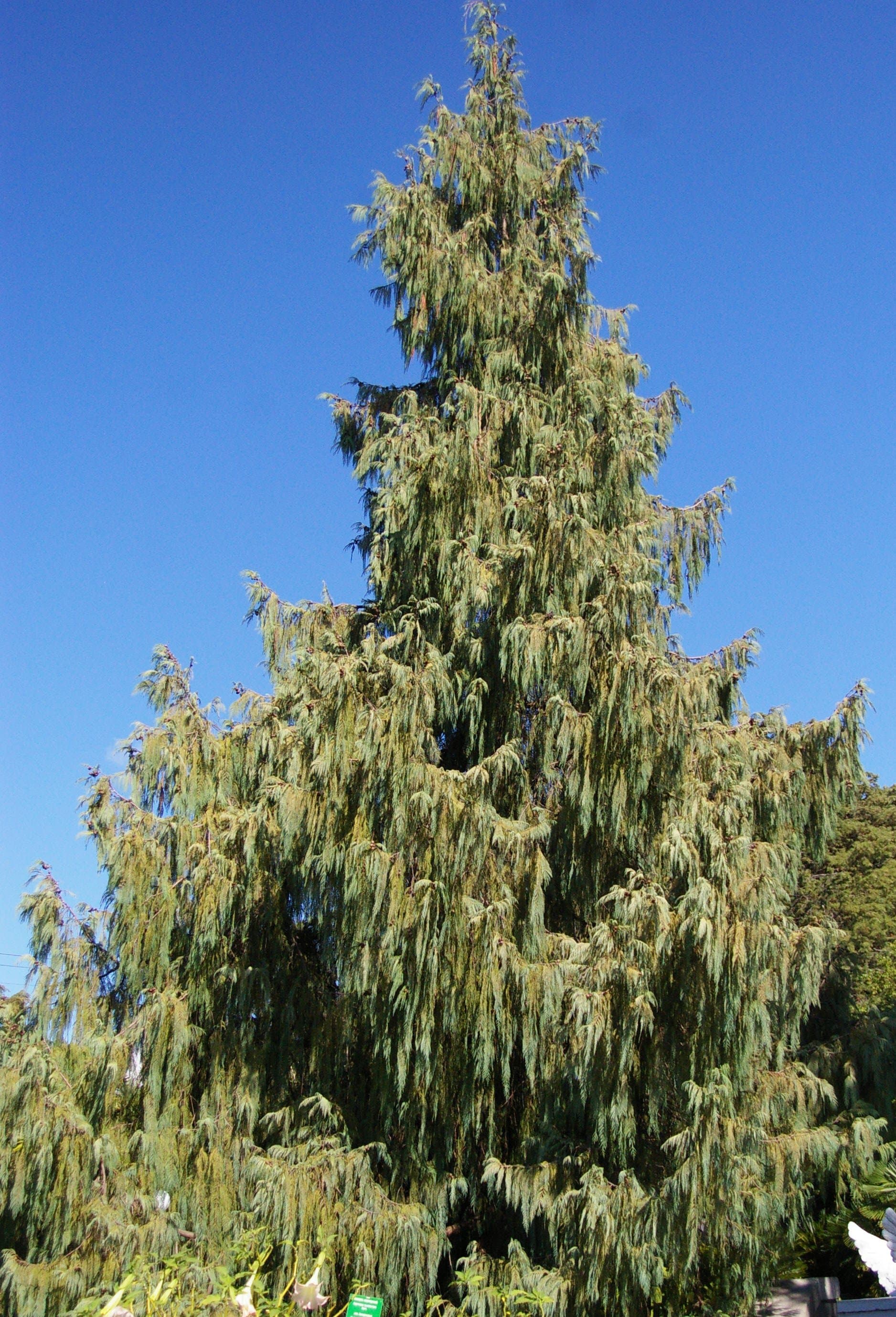 Cupressus cashmeriana Seeds