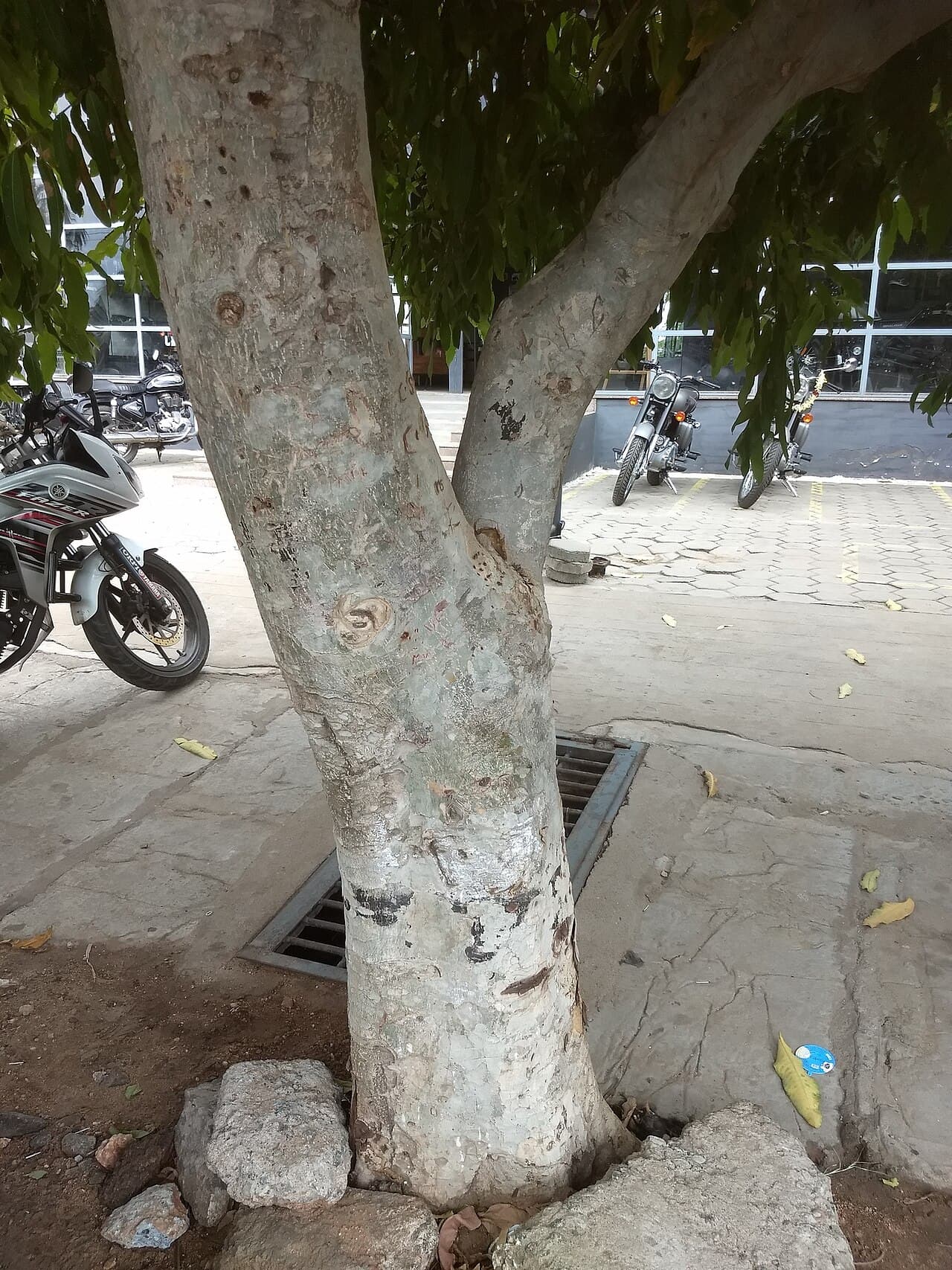 Terminalia arjuna Arjun Tree Seeds