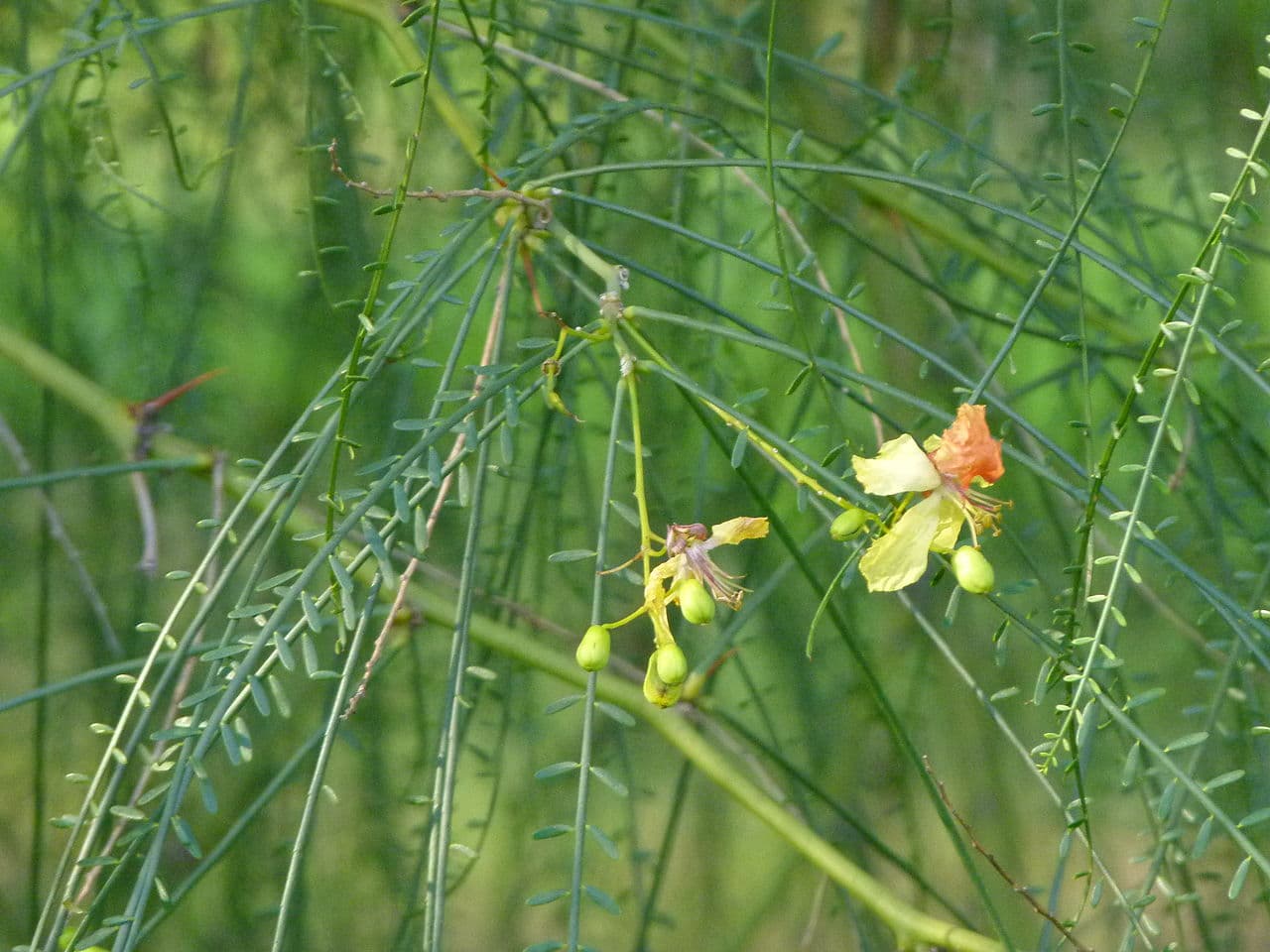 Parkinsonia aculeata Jerusalem Thorn Seeds