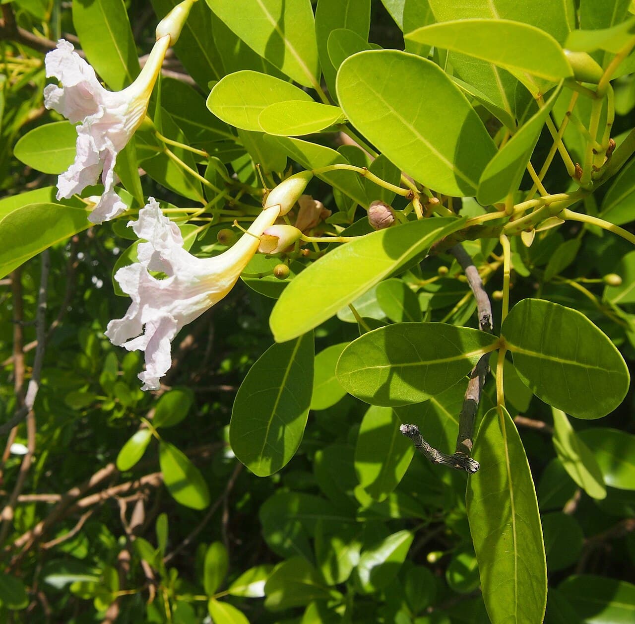 Tabebuia rosea Pink Trumpet Tree Seeds